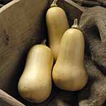 Unbranded Squash Cobnut F1 Plants 400411.htm