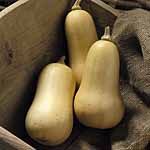 Unbranded Squash Cobnut F1 Plants