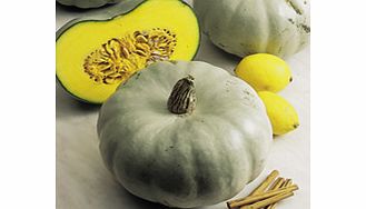 Unbranded Squash Plants - F1 Crown Prince