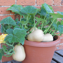 Unbranded Squash Seeds - Butterbush F1