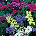 Unbranded Statice Sinuata `Everlasting` Formula Mixture