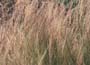 Stipa