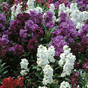 Unbranded Stocks Brompton Mixed Seeds