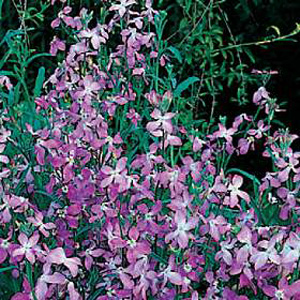 Unbranded Stocks Night Scented Seeds
