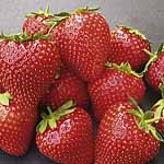 Unbranded Strawberry Amelia