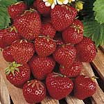 Unbranded Strawberry Perfection