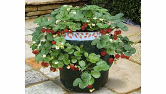 Unbranded Strawberry Planter Kit
