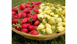 Unbranded Strawberry Plants - Candy Cane