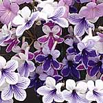 Unbranded Streptocarpus Crystal Collection Plants 450991.htm