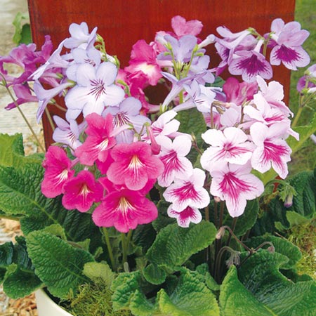 Unbranded Streptocarpus Dragon Mixed F1 Seeds (Cape