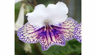 Unbranded Streptocarpus Plant - Harlequin Damsel