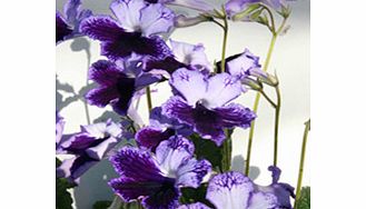 Unbranded Streptocarpus Plant - Katie