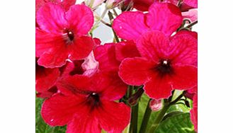 Unbranded Streptocarpus Plant - Scarlett