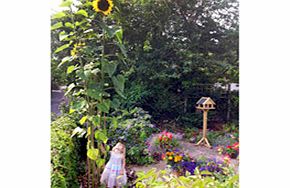 Unbranded Sunflower Plants - Giraffe