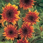 Unbranded Sunflower Sundance Kid Seeds 426105.htm