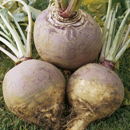 Unbranded Swede Brora Seeds Average Seeds 1300