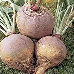 Unbranded Swede Brora Seeds