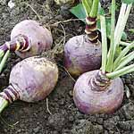 Unbranded Swede Helenor Seeds