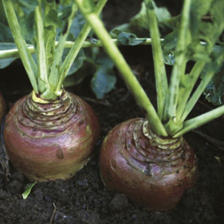 Unbranded Swede Invitation Seeds Average Seeds 1300