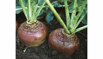 Unbranded Swede Seeds - Invitation