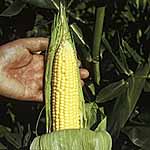 Unbranded Sweet Corn Earlybird F1 Seeds 438606.htm