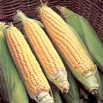 Unbranded Sweet Corn Rising Sun F1 Seeds