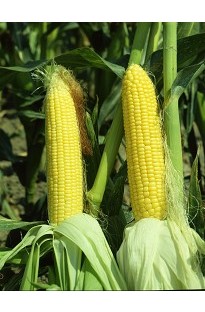 Unbranded Sweet Corn Siesta Sweet Sensation x 50 seeds