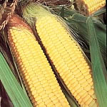 Unbranded Sweet Corn Sundance F1 Seeds - Triplepack