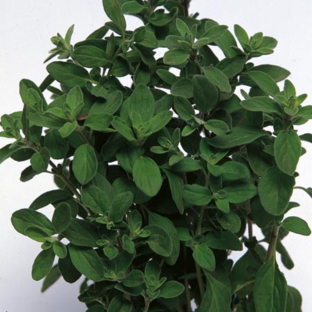 Unbranded Sweet Marjoram Seeds Average Seeds 1500