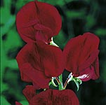 Unbranded Sweet Pea Black Knight (Plugs of Plants)