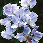 Unbranded Sweet Pea Charlies Angel (Plugs of Plants)