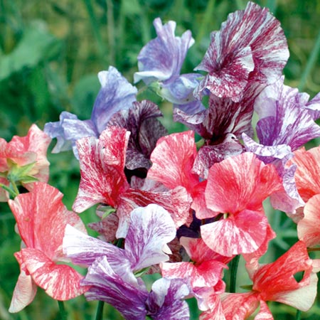 Unbranded Sweet Pea Flake Mixed Average Seeds 25