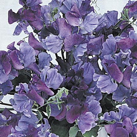 Unbranded Sweet Pea Fragrant Skies Seeds (Lathyrus