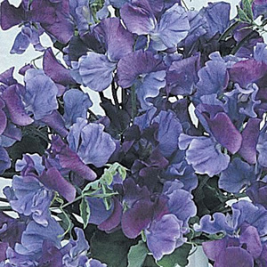 Unbranded Sweet Pea Fragrant Skies Seeds