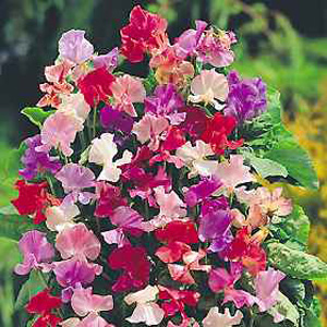 Unbranded Sweet Pea Fragrantissima Seeds