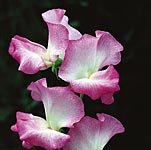 Unbranded Sweet Pea Gwendoline (Plugs of Plants)