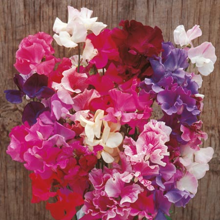 Unbranded Sweet Pea Horizon Mixed Seeds (Lathyrus