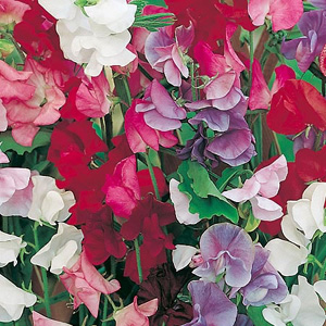 Unbranded Sweet Pea Jet Set Mix Seeds