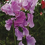 Unbranded Sweet Pea Karen Louise (Plugs of Plants)