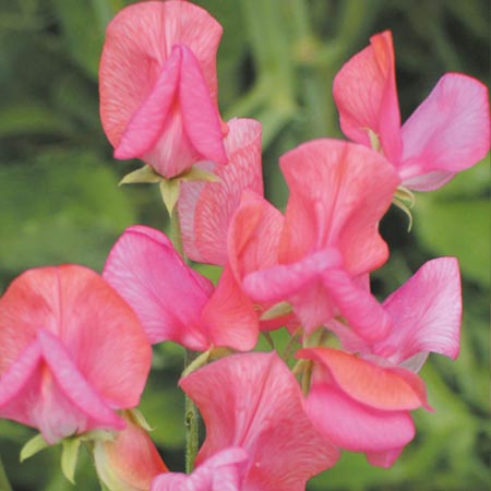 Unbranded Sweet Pea Miss Willmott Seeds (Lathyrus