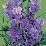 Unbranded Sweet Pea Noel Sutton Seeds