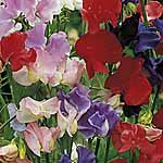 Unbranded Sweet Pea Old Fashioned Varieties Seeds