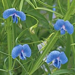 Unbranded Sweet Pea Tutankhamun Seeds 413016.htm