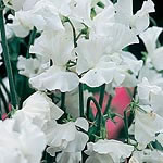 Unbranded Sweet Pea White Leamington Seeds 413229.htm