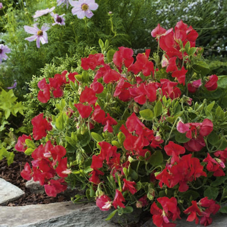 Unbranded Sweet Peas Villa Roma Seeds - White and Rose