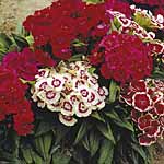 Unbranded Sweet William Scalliwag Seeds 423378.htm