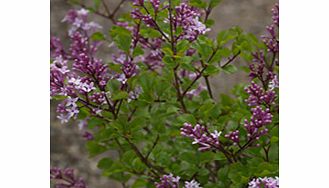 Unbranded Syringa Plant - Meyeri Palibin