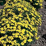 Unbranded Tagetes Lemon Gem Seeds 423303.htm