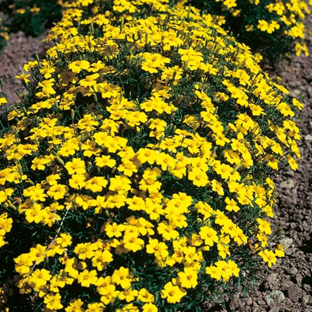 Unbranded Tagetes Lemon Gem Seeds Average Seeds 350