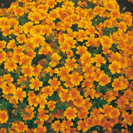 Unbranded Tagetes Tangerine Gem Seeds Average Seeds 500